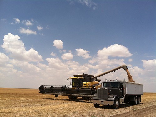 Z Crew: Big Yellow and Frank