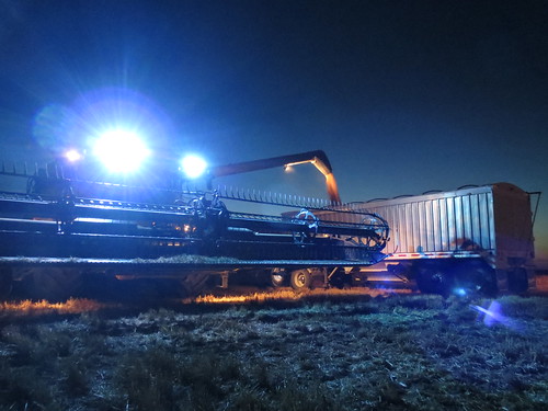 Z Crew: A Field of Lights