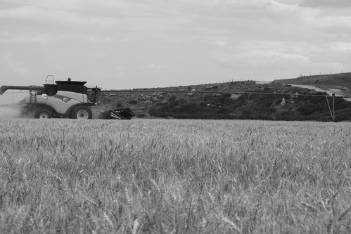 SO-St. Francis, Kan.