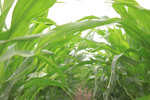 SO-St. Francis, Kan.