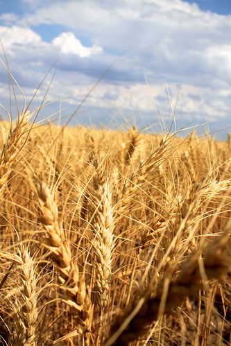 SO-St. Francis, Kan.