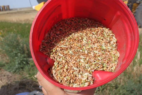 SO-St. Francis, Kan.