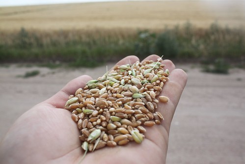 SO-St. Francis, Kan.