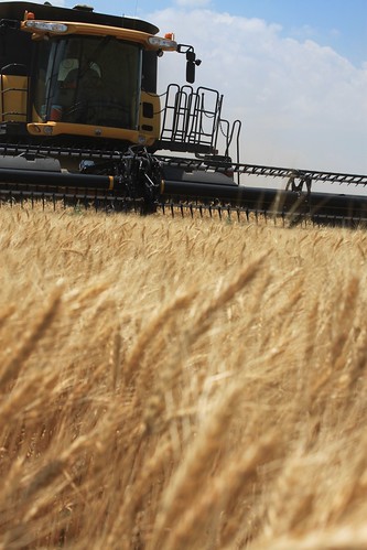 Dad in the combine.