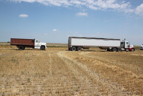 Times have changed a bit. Our Peterbilt semi parked in front of one of our farmer's trucks.
