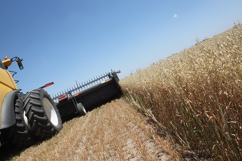 The first time our New Holland has ever seen oats!