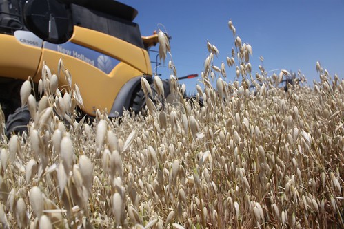 Not the same as wheat, but an interesting change of scenery.