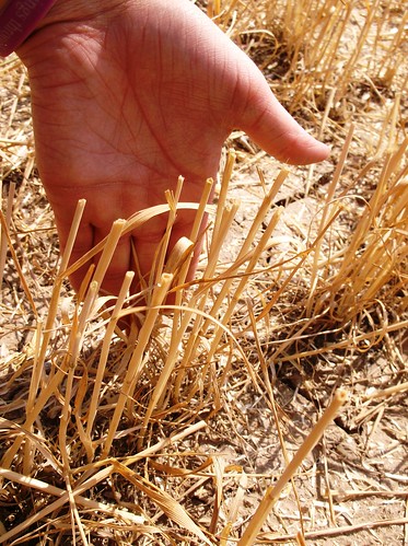 Short stubble from draper header