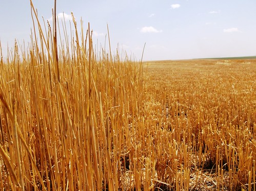 Stripper head stubble vs. draper header stubble