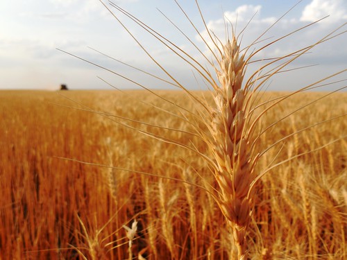 Wheat head