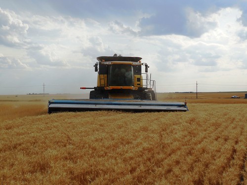 Stripper header in the wheat