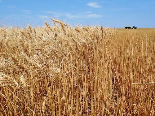 Standing wheat next to stripper head stubble