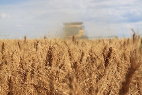 Coming through the dust.