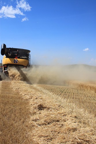 Not a bad looking windrow.