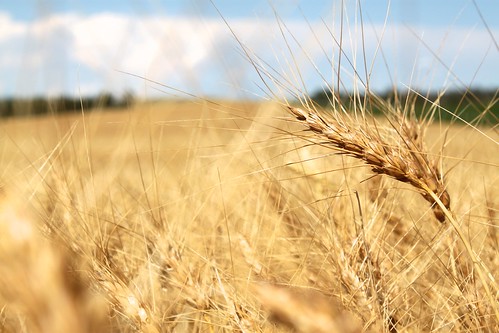 More wheat!