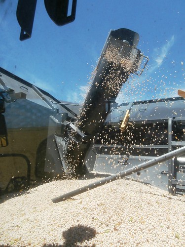 Peas in the grain tank