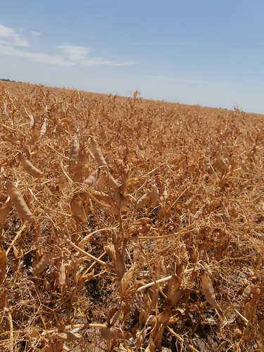 Peas in the field