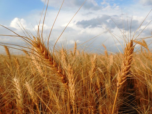 Wheat bobbing in the wind