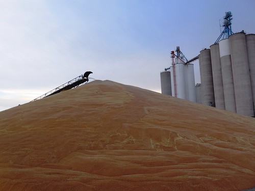 Ground pile at the elevator