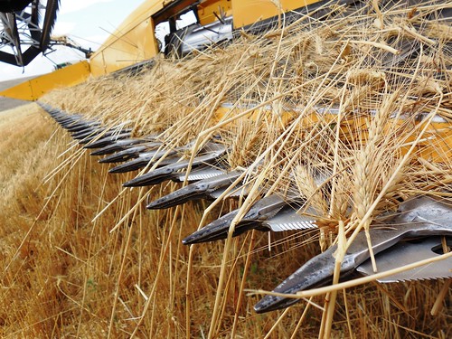 Broken sickle section