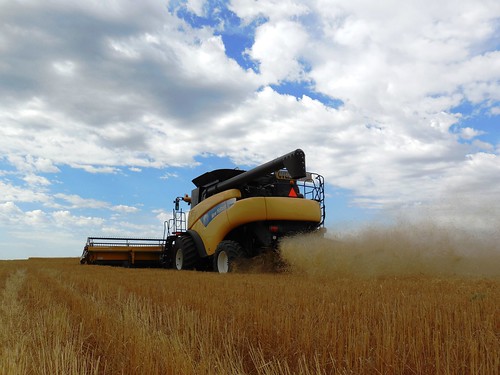 Back view of the combine cutting