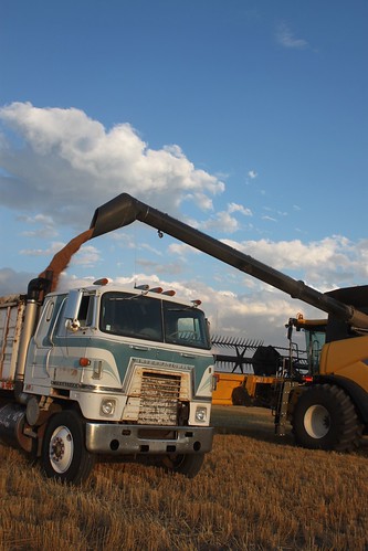 Dumping seed wheat on Farmer Kalvin's truck!