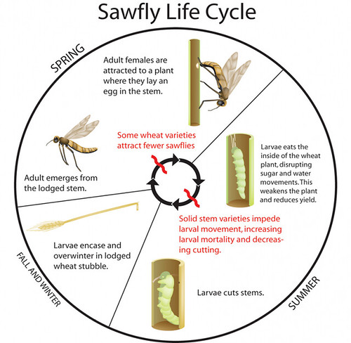 Megan Sawfly Sorrows Megan Sawfly Sorrows
