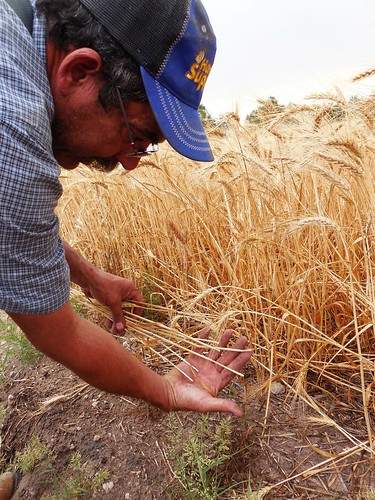 Dad shows the sawfly damage