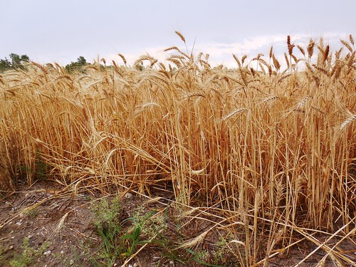 Field impacted by sawfly