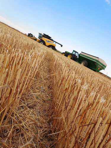 Stubble view of combine and grain cart