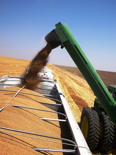Grain cart unloading on the truck