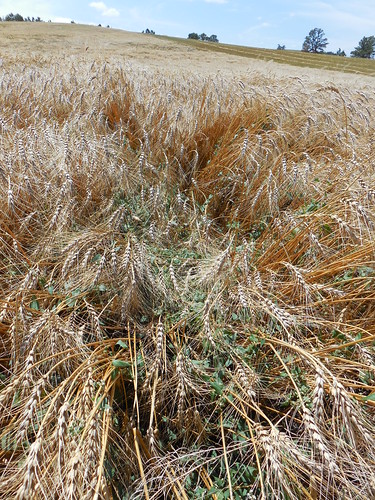 Buckwheat in our wheat field