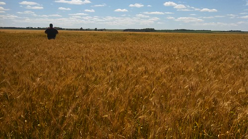 Emma: next stop wheat