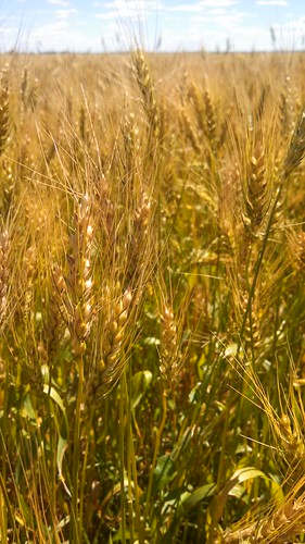 Emma: next stop wheat