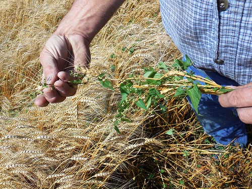 Buckwheat in the field