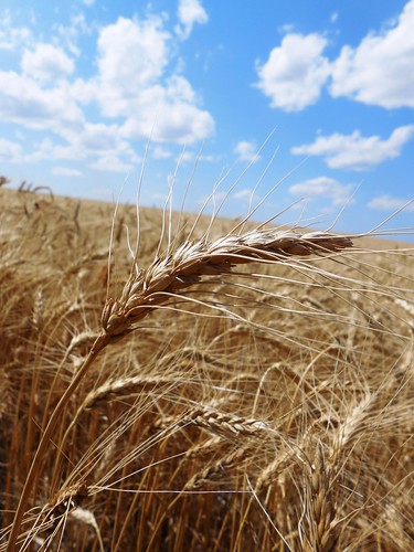 Blue-bird skies over the wheat