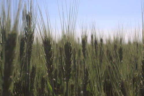 One of our fields that we will cut..eventually.