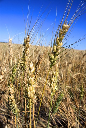 Needs some sunshine!