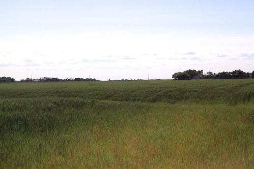 Grass or wheat? I'll tell you. Wheat.
