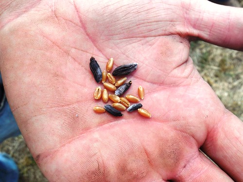 Ergot next to wheat