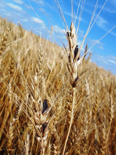 Ergot in the field