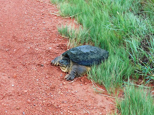 Huge snapping turtle