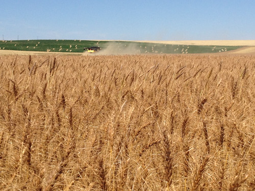 Z Crew: Rounds in the Combine