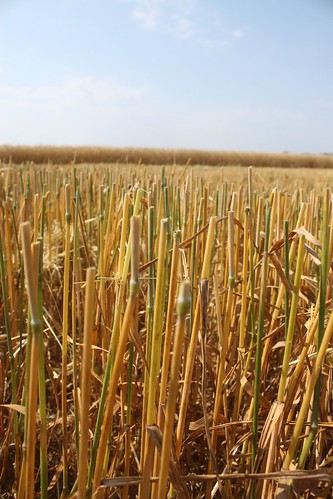 Little too green yet....