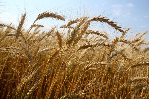 Green straw and a few green heads yet.