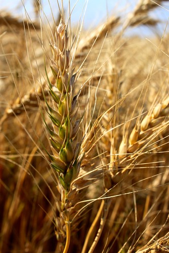 There's one in every crowd it seems. Can't seem to find a ripe field!