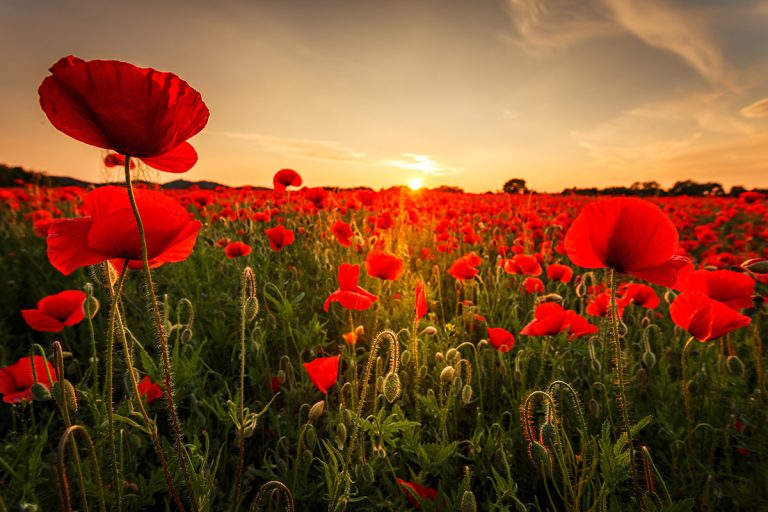 Poppy field at sunset in the Harz Mountains. (Adobe Stock │ #113470453 - ohenze)