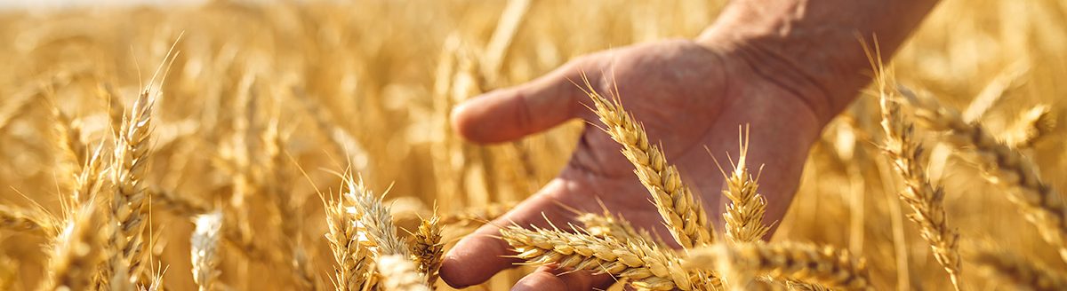 Farmer walking through a field checking wheat crop. (Adobe Stock │ #115058843 - maxbelchenko)