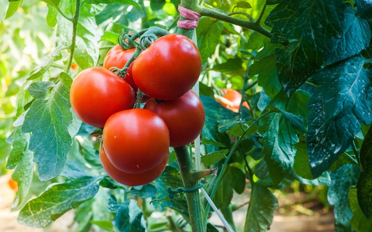 Ripe tomatoes in garden ready to harvest. (Adobe Stock │ #139074198 - Dusan Kostic)