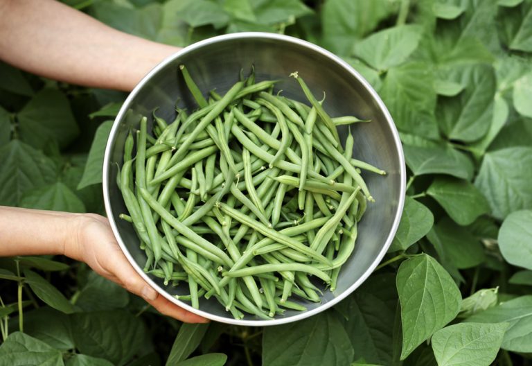 Organic green beans being harvested out of garden. (Adobe Stock │ #281095678 - tab62)